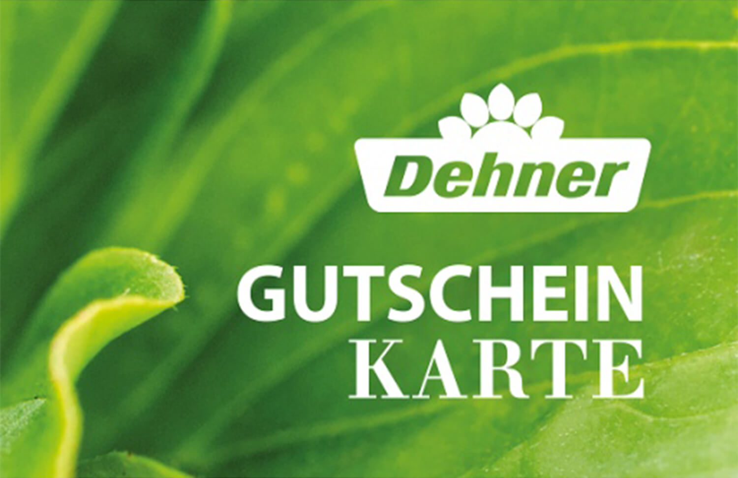 welchen dnger fr salat Salat-Dnger  Silberkraft